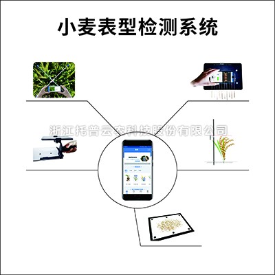 小麦表型检测系统 小麦表型检测系统