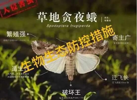 草地贪夜蛾 草地贪夜蛾