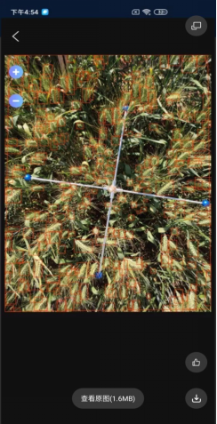 小麦亩穗数测量系统软件界面 小麦亩穗数测量系统软件界面